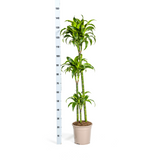 Dracaena Dorado