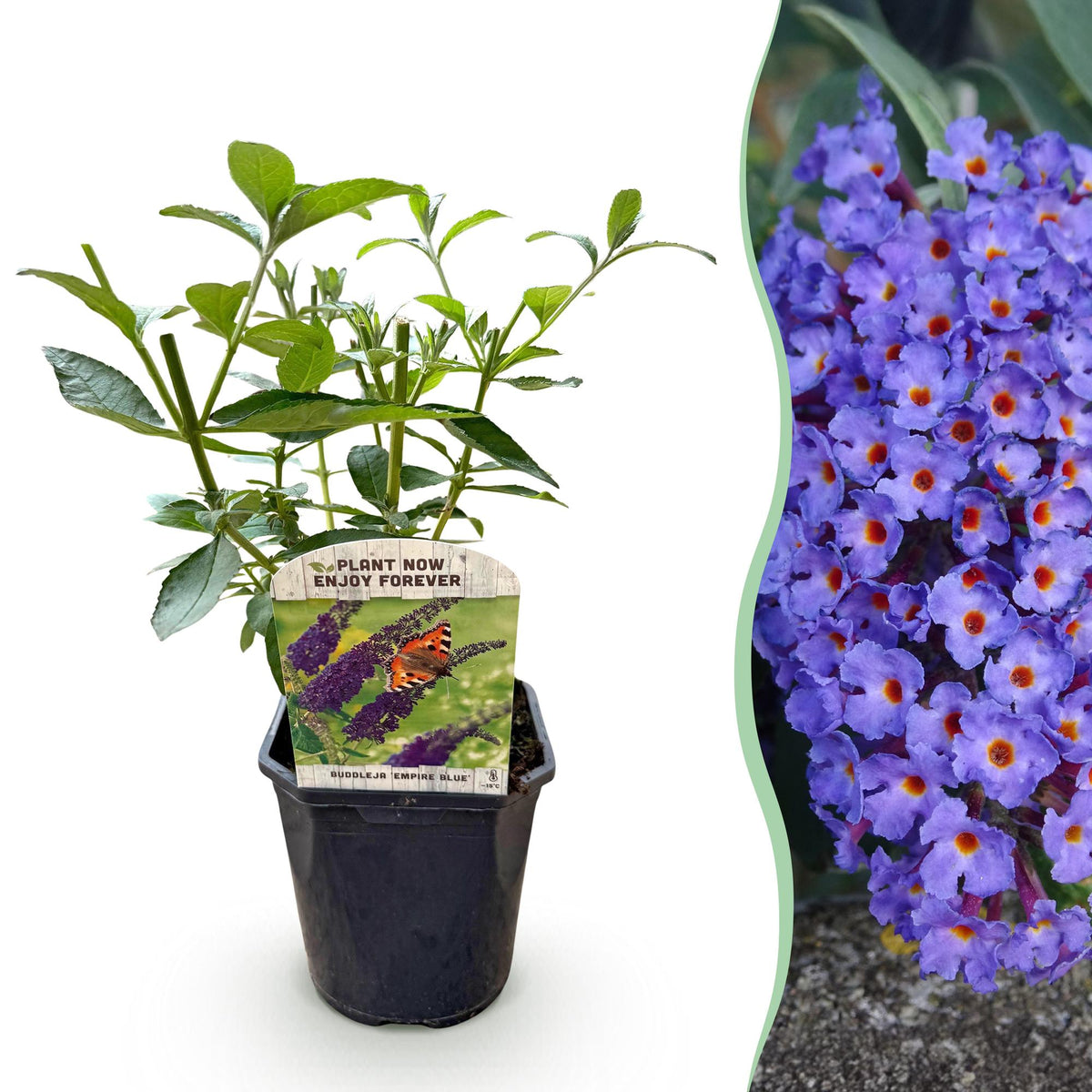 Groen boutiQ - Vlinderstruik - Buddleja davidii Empire Blue- Bloem Blauw - 1 Plant - Bladverliezend - Vlinderlokkend -  Pot 17cm Hoogte 25cm