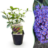 Groen boutiQ - Vlinderstruik - Buddleja davidii Empire Blue- Bloem Blauw - 1 Plant - Bladverliezend - Vlinderlokkend -  Pot 17cm Hoogte 25cm