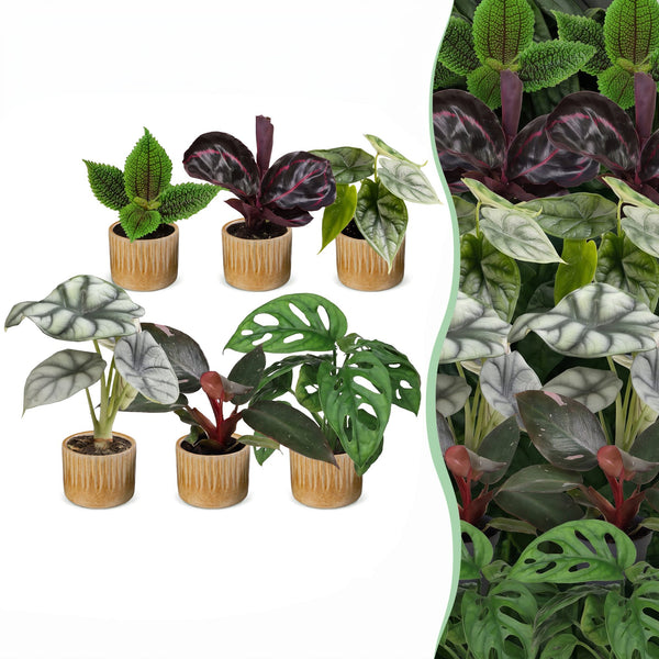 Baby Jungle avec cache-pots Linnea miel - Alocasia, Calathea et Monstera - lot de 3 ou 6 - pot Ø6 cm