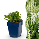 Sauge des bois Snow Hill - H 15-25 cm, pot Ø11 cm