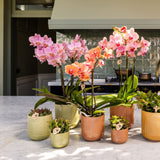 Orchidée Phalaenopsis jaune orangé Mineral Grosseto et 2 succulentes - coffret Flare vert