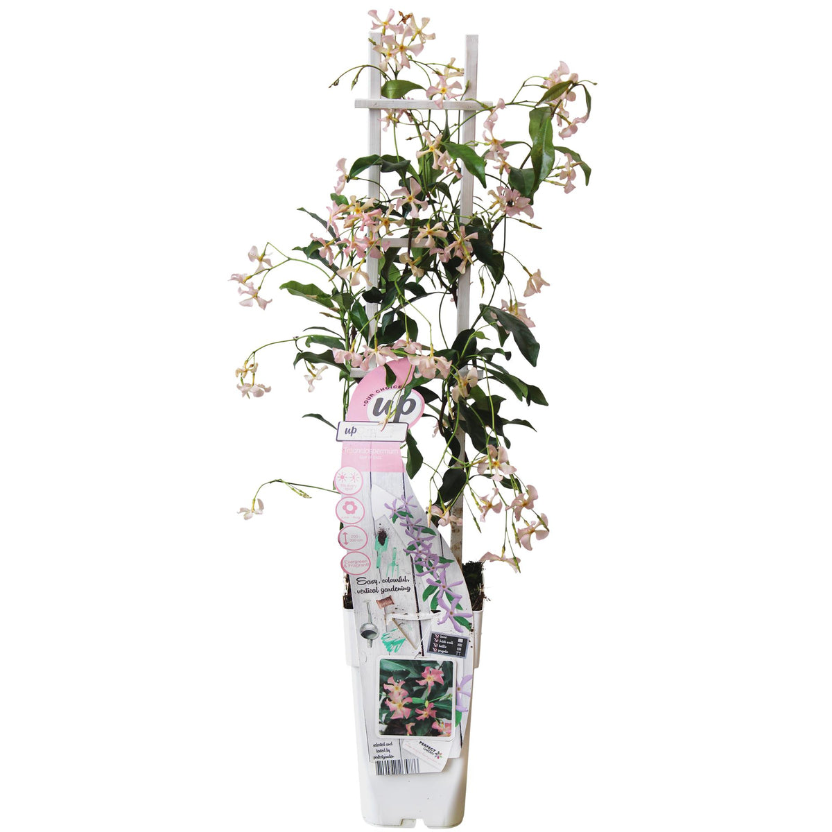 Jasmin étoilé Star of Ibiza rose - Trachelospermum - H 65 cm, pot Ø15 cm