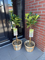 Groen boutiQ - Tuinplant - Prunus lauroverasus Etna® - Plant op stam - Terras Plant - Bladhoudend - Weinig Onderhoud - Pot 19cm Hoogte 90cm