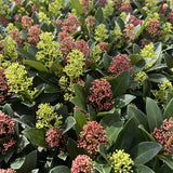 Skimmia japonica Festival