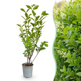 Kit haie Troène de Californie - H 35-45 cm, pot Ø9 cm