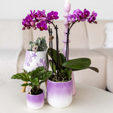 Orchidée Phalaenopsis rose-violet Mineral Vienna - cache-pot Gradience lilas et boîte cadeau