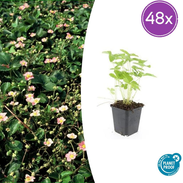 Fraisier des bois en godet - Fragaria vesca - H 10-25 cm, pot Ø9 cm