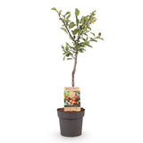Prunier Victoria - Prunus domestica