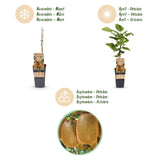 Kiwis Hayward et Weiki - 1 mâle et 2 femelles - 3 plants - H 50 cm, pot Ø15 cm