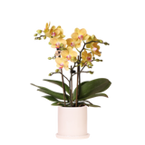 Orchidée Phalaenopsis jaune Blossom Lima avec cache-pot Melody crème