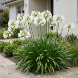 Agapanthe blanche Albus - H 15-25 cm, pot Ø11 cm - photo 6