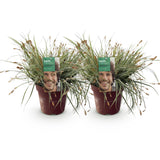 Groen boutiQ - Siergrassen - Carex oshimensis Everest - Wit en Groen - 2 Planten - Bladhoudend - Weinig Onderhoud - Pot 17cm Hoogte 50cm