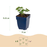 Géranium sanguin blanc Album - 12 plants - H 15-25 cm, pot Ø11 cm