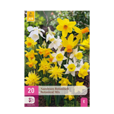 Narcisse botanique en mélange - calibre 10/12