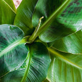 Green BoutiQ - Zimmerpflanzen - Musa acuminata Dwarf Cavendish - Bananenpflanze - Pflegeleicht - Grün - 1 Pflanze - mit Übertopf Grau - Topf 21cm - Höhe 70-75cm