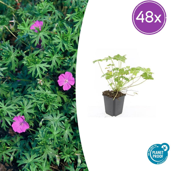 Géranium vivace Tiny Monster en godet - Geranium sanguineum hybride - H 10-25 cm, pot Ø9 cm