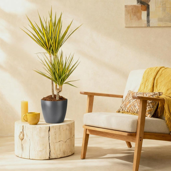 Green BoutiQ - Zimmerpflanzen - Dracaena Sunray - Drachenbaum - Pflegeleicht - Grün - 1 Pflanze - mit Topf Grau - Topf 21cm - Höhe 90-100cm