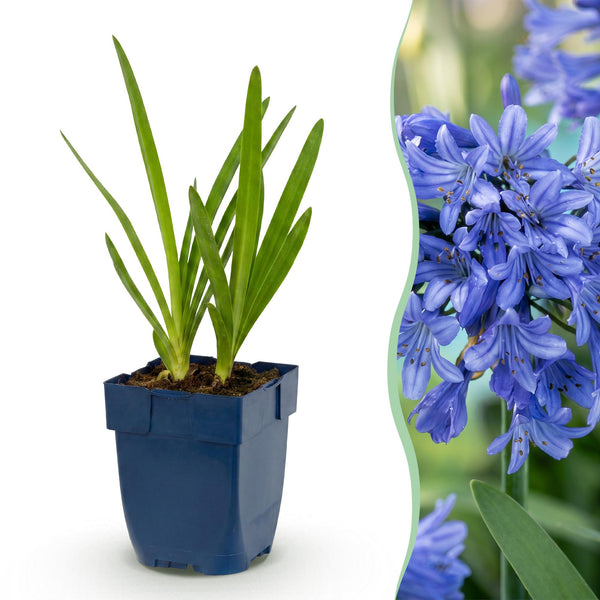 Agapanthe bleue - H 15-25 cm, pot Ø11 cm