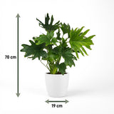 Green boutiQ - Zimmerpflanze - Philodendron - Philodendron Lickety Split - Grün - Pflegeleicht - 1 Pflanze - mit weißem Übertopf - Topf 19cm - Höhe 70cm
