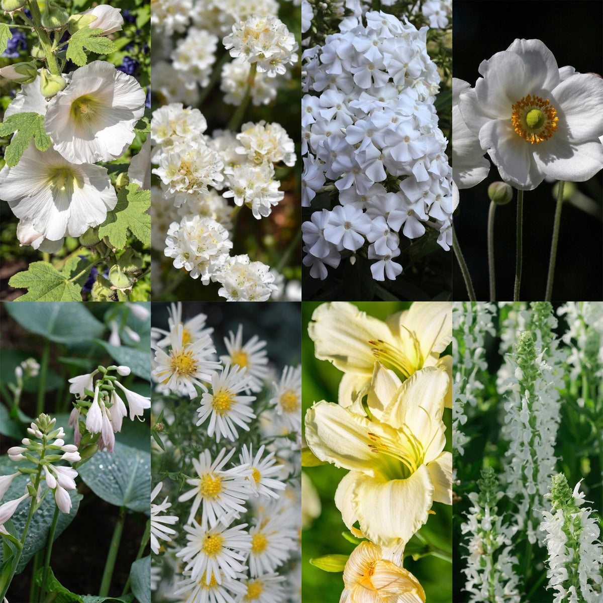 Kit de vivaces à fleurs blanches en mélange - H 15-25 cm, pot Ø11 cm