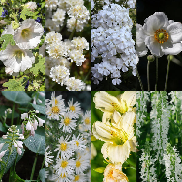 Kit de vivaces à fleurs blanches en mélange - H 15-25 cm, pot Ø11 cm