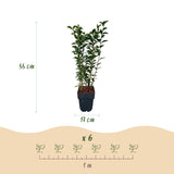Green boutiQ - Heckenpflanzen - Ligustrum ovalifolium - grüne Blätter - 6 Pflanzen - 1 laufender Meter - immergrün - Topf 17cm Höhe 55cm