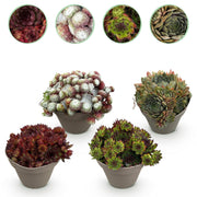 Joubarbe Big Sam - 4 plants - H 17 cm, pot Ø14 cm