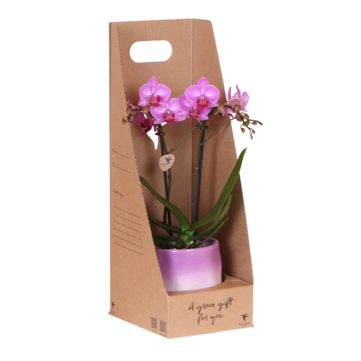 Orchidée Phalaenopsis rose-violet Mineral Vienna - cache-pot Gradience lilas et boîte cadeau