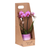 Orchidée Phalaenopsis rose-violet Mineral Vienna - cache-pot Gradience lilas et boîte cadeau