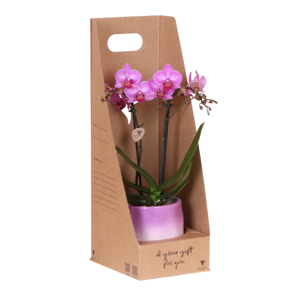Orchidée Phalaenopsis rose-violet Mineral Vienna - cache-pot Gradience lilas et boîte cadeau