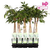 Glycine du Japon Alba - Wisteria floribunda - H 65 cm, pot Ø15 cm