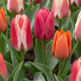 Tulipe de Greig en mélange - 60 bulbes