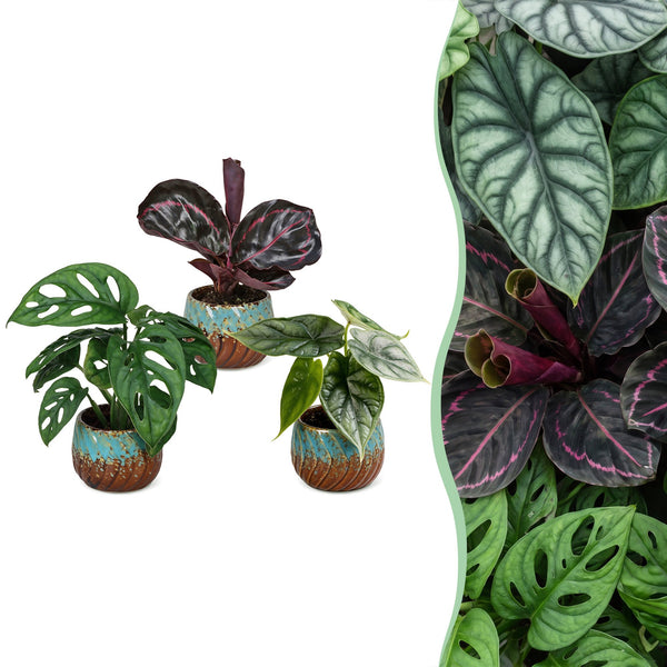 Baby Jungle avec cache-pots cuivre - Alocasia, Calathea et Monstera - lot de 3 ou 6 - pot Ø6 cm