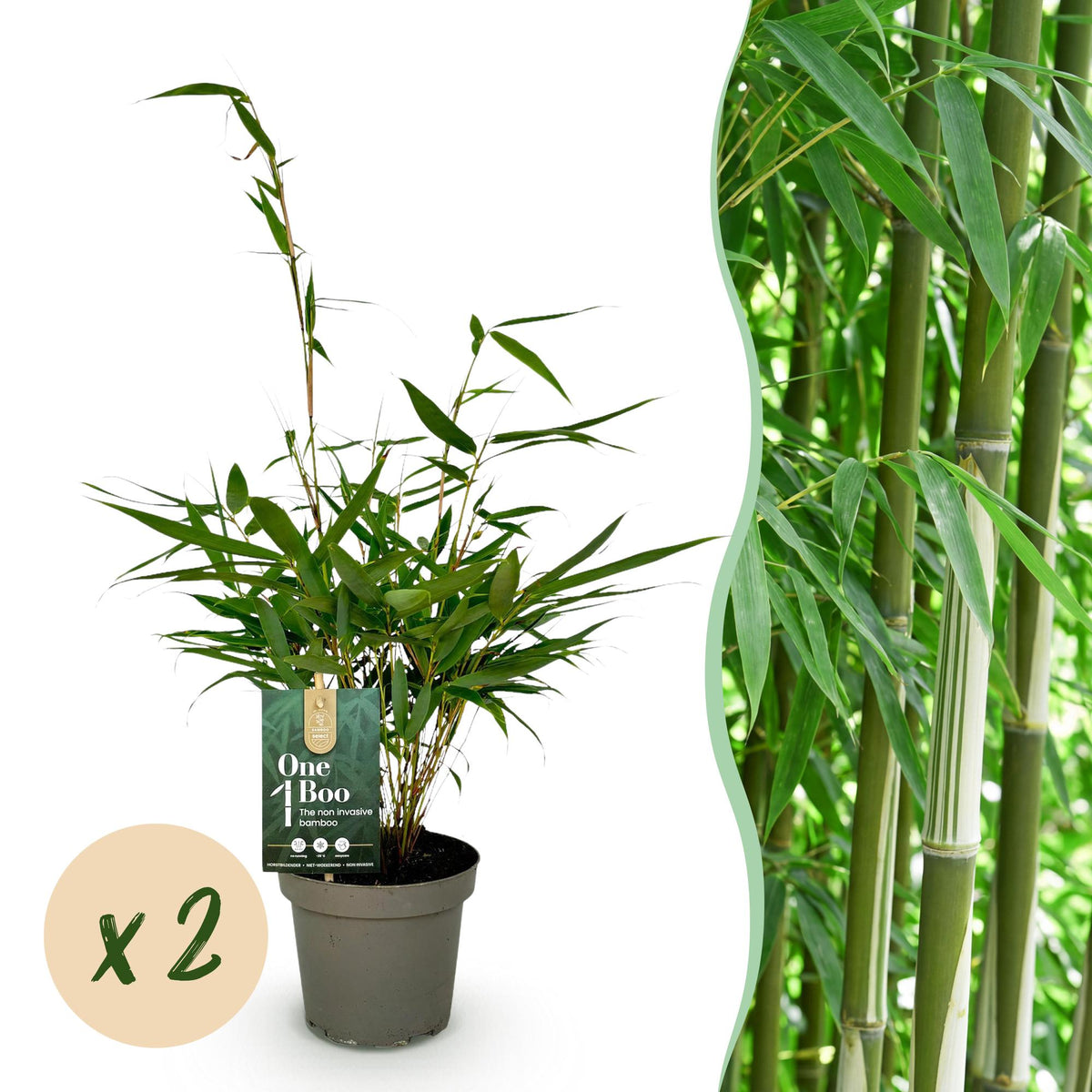 Fargesia robusta Pingwu - H 35 cm, pot Ø14 cm