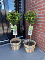 Laurier-sauce sur tige - Laurus nobilis - H 90 cm, pot Ø19 cm