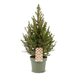 Épicéa nain de l'Alberta Conica - Sapin de Noël vivant - photo 2