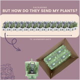 [NL: 12 x 6er set Lavendel angustifolia - 72 x Ø7 cm - ↕15 cm]