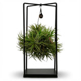 Tillandsia – Plante aérienne en décor | Ø 14 cm, Hauteur 37 cm