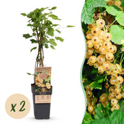 Groseillier blanc Witte Parel - Ribes rubrum - 2 plants