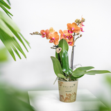 Kolibri Orchids | Orange Phalaenopsis Orchidee - Mineral Bolzano - Topfgröße Ø9cm | blühende Zimmerpflanze - frisch vom Züchter