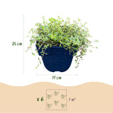 Thyms couvre-sol en mélange de coloris - Thymus praecox - H 15-25 cm, pot Ø11 cm - photo 3