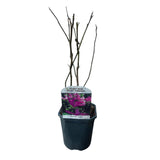 Groen boutiQ - Heesters -  Magnolia Susan  - Bloemen Donker Roze - 1 plant - bladverliezend - weinig onderhoud - pot 17cm hoogte 45cm