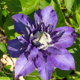 Clématite Multi Blue en godet - Clématite à fleurs doubles bleues - pot Ø9 cm - photo 4