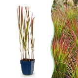Imperata Red Baron - Herbe sanglante du Japon - H 15-25 cm, pot Ø11 cm