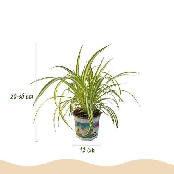 Green boutiQ - Zimmerpflanze - Zyperngras - Calissia - Chlorophytum - 3er-Mix - Haustierfreundliche Pflanzen - Grün - 3 Pflanzen - mit Übertopf Weiß - Topf 12cm - Höhe 20cm