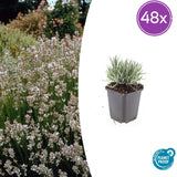 Lavandin Edelweiss en godet - Lavandula x intermedia - H 10-25 cm, pot Ø9 cm