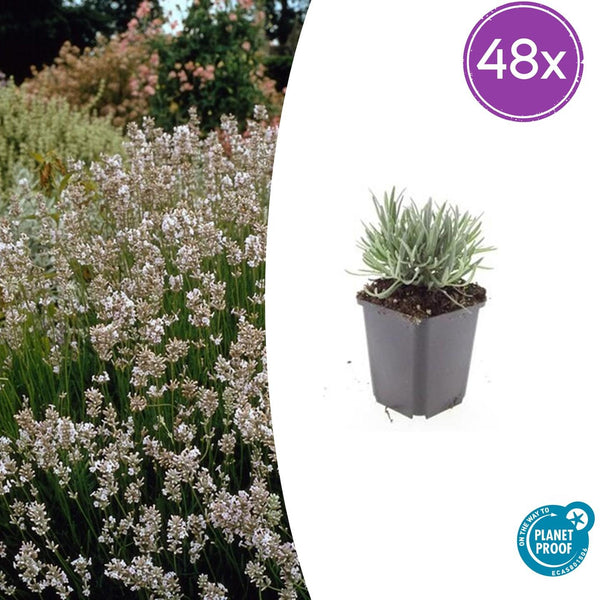 Lavandin Edelweiss en godet - Lavandula x intermedia - H 10-25 cm, pot Ø9 cm