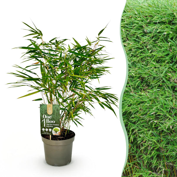 Bambou Fargesia rufa - H 60 cm, pot Ø17 cm