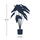 [NL: Alocasia artificiel h80cm]